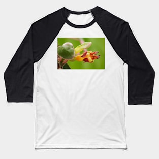 Fuchsia procumbens  'Wirral'  Also known as 'Variegata' and 'Argentea' Baseball T-Shirt